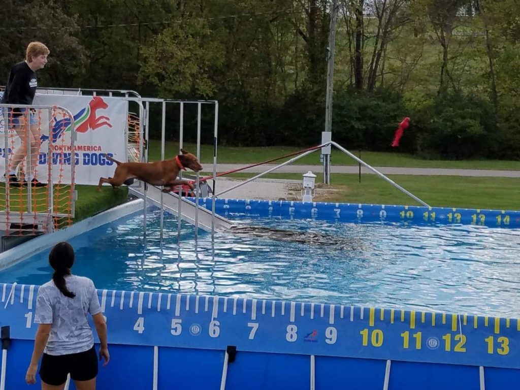 Dock Diving Gateway Vizsla Club